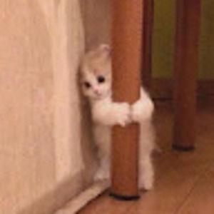 Meet your Posher, Zunerah